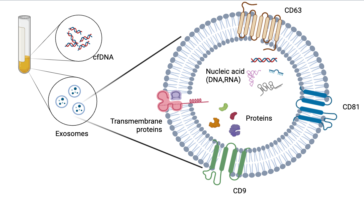 Diagram showing exosome structure, transmembrane proteins, nucleic acids, and protein cargo